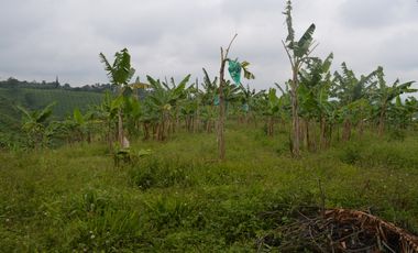 FINCA PRODUCTIVA EN FILANDIA