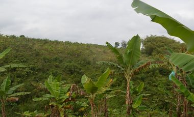 FINCA PRODUCTIVA EN FILANDIA