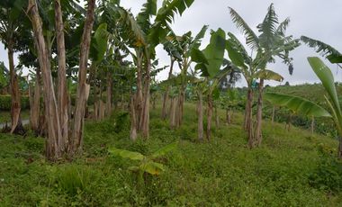 FINCA PRODUCTIVA EN FILANDIA