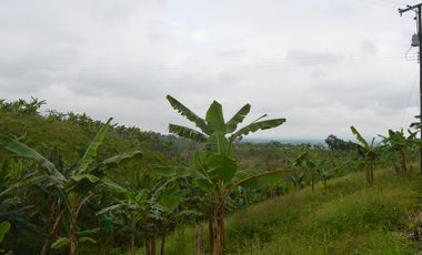 FINCA PRODUCTIVA EN FILANDIA