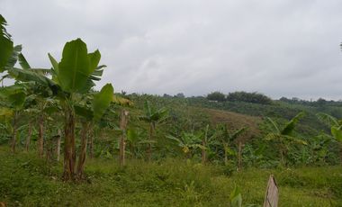 FINCA PRODUCTIVA EN FILANDIA