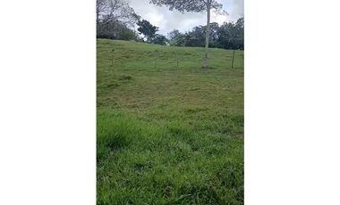 SE VENDE FINCA DE 50 HECTAREAS EN HERRERA // LA CHORRERA