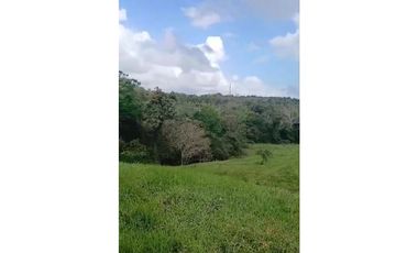 SE VENDE FINCA DE 50 HECTAREAS EN HERRERA // LA CHORRERA