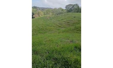 SE VENDE FINCA DE 50 HECTAREAS EN HERRERA // LA CHORRERA