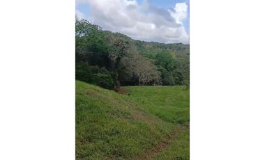 SE VENDE FINCA DE 50 HECTAREAS EN HERRERA // LA CHORRERA