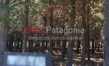 Campo - Ruta 237- Bariloche