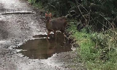 VENTA PARCELA 14400MTS CHONCHI