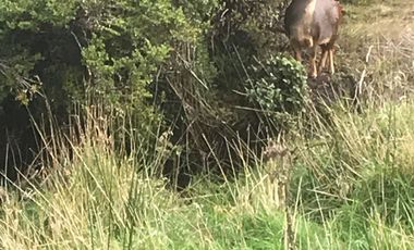 VENTA PARCELA 14400MTS CHONCHI