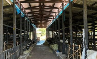 Agrícola en Venta en Camino Crucero Río Bueno a Vivanco