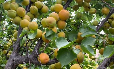 BARRIO LAGUNA CHICUREO