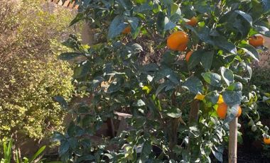 BARRIO LAGUNA CHICUREO