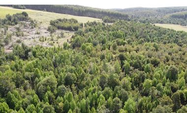 Venta de hermosas parcelas en los Muermos