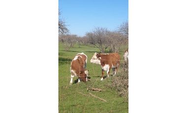 BAJAMOS EL PRECIO PARCELA SECTOR EMBALSE MALLERMO