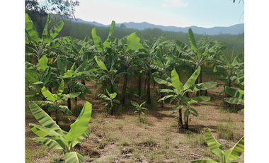 PENONOME A 10 MIN DE VIA PANAMERICANA / JC