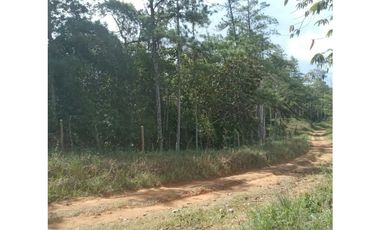 Finca en venta en Cerro Azul | 20.7 has para desarrollo o inversión