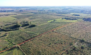 Se vende Chacra de 48 ha en  Apostoles Misiones.  28 ha Con yerba Mate.