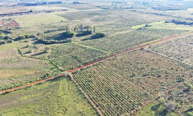 Se vende Chacra de 48 ha en  Apostoles Misiones.  28 ha Con yerba Mate.