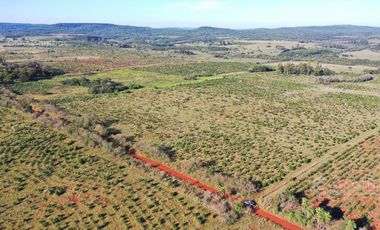 Se vende Chacra de 48 ha en  Apostoles Misiones.  28 ha Con yerba Mate.