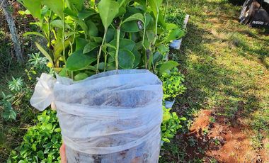 Se vende Chacra de 48 ha en  Apostoles Misiones.  28 ha Con yerba Mate.