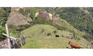 FINCA  EN VENTA MONTEBELLO ANTIOQUIA VEREDA EL CAUNZAL