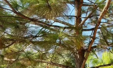Quinta en venta en El Barrial, Santiago, Nuevo León