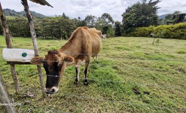 FINCA PARA ALQUILER EN LA CEJA
