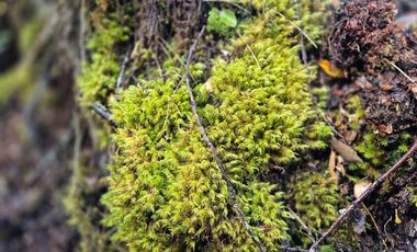 PARCELA EN LOTEO-LAGO TARAHUIN
