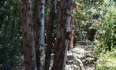 CODEHUA - PIDIHUINCO