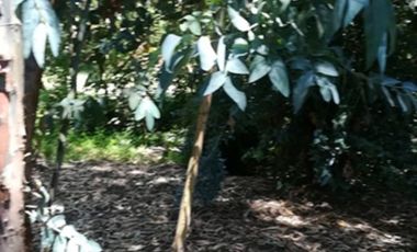 CODEHUA - PIDIHUINCO