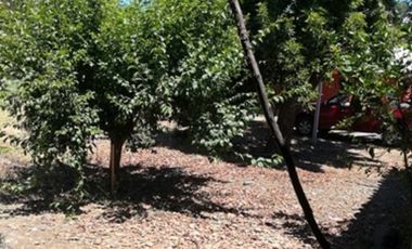 CODEHUA - PIDIHUINCO