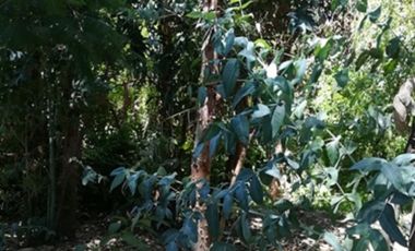 CODEHUA - PIDIHUINCO