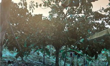 Venta de finca cafetera en Circasia Quindio, vereda la Siria