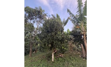 Venta de finca cafetera en Circasia Quindio, vereda la Siria