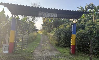 Venta de finca cafetera en Circasia Quindio, vereda la Siria