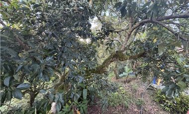 Venta de finca cafetera en Circasia Quindio, vereda la Siria