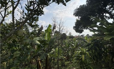Venta de finca cafetera en Circasia Quindio, vereda la Siria