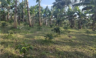 Venta de finca cafetera en Circasia Quindio, vereda la Siria