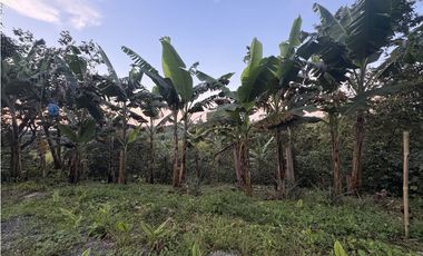 Venta de finca cafetera en Circasia Quindio, vereda la Siria