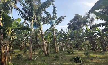 Venta de finca cafetera en Circasia Quindio, vereda la Siria