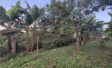 Venta de finca cafetera en Circasia Quindio, vereda la Siria