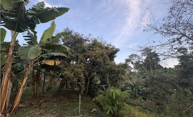 Venta de finca cafetera en Circasia Quindio, vereda la Siria