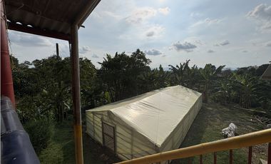 Venta de finca cafetera en Circasia Quindio, vereda la Siria