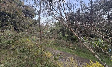 Venta de finca cafetera en Circasia Quindio, vereda la Siria