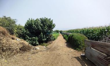 Terrenos Agricolas Venta CAL. Unidad Catastral, ex Fundo Las Salinas - LURIN