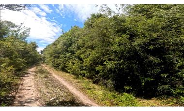 Chonchi / 34.000 mts2