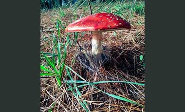 ¡¡¡INVERSIONISTAS !!! ACCESO RESERVA  LAHUEN ÑADI