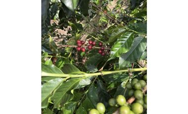 FINCA DE ALTISIMA PRODUCTIVIDAD CAFE Y PLTANO EN QUIMBAYA