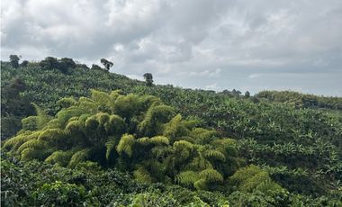 FINCA DE ALTISIMA PRODUCTIVIDAD CAFE Y PLTANO EN QUIMBAYA