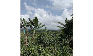 FINCA DE ALTISIMA PRODUCTIVIDAD CAFE Y PLTANO EN QUIMBAYA