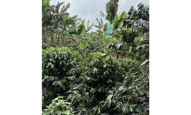 FINCA DE ALTISIMA PRODUCTIVIDAD CAFE Y PLTANO EN QUIMBAYA